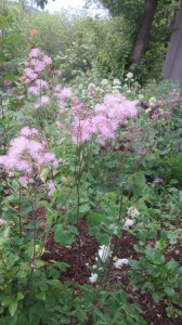 thalictrum