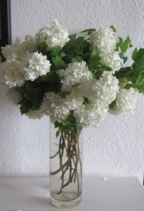 viburnum vase