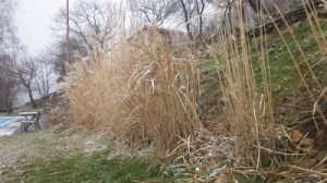 miscanthus before