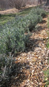 mulched lavenders