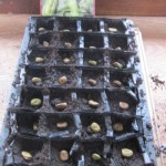 seed sowing