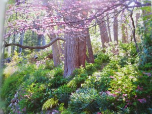 spring woodland