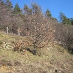strimmed quince bank