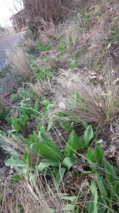 cut back perennials