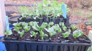 hardening off peas and beans