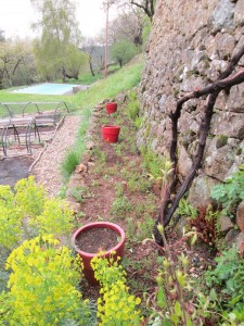 weeded strawberry bed