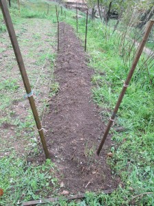 asparagus weeded again