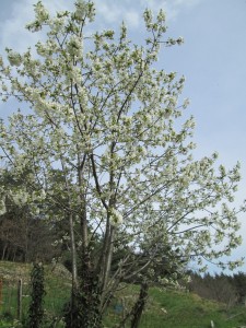 first flowering cherry