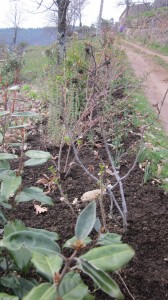 hedge mulched april