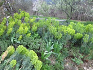 herb garden euphorbias