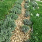 mulched lavender long