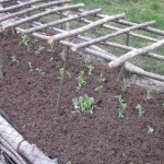 peas planted