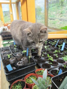 poised to tread on seedlings