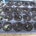 rudbeckia babies