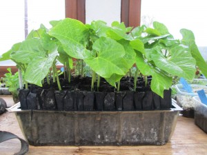 runner beans