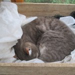 snoozing in box