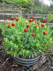tulip 1st May