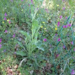 dread verbascum