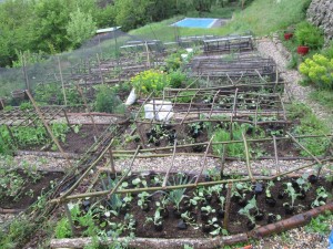 brassica bed