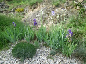 courtyard irises