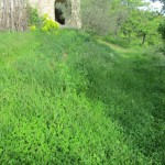 lavender bank under grass
