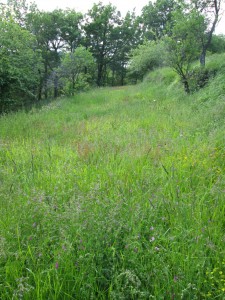 meadow terrace