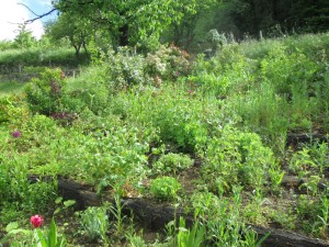 terrace weeded