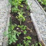 tomatoes planted