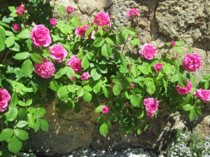 June 6 roses