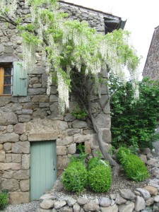 wisteria tidied