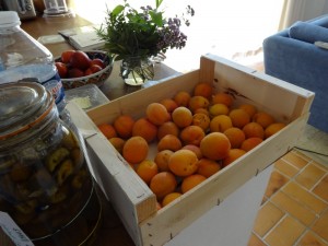 apricot bounty