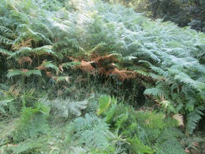 bracken forest