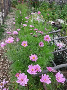 cosmos late july