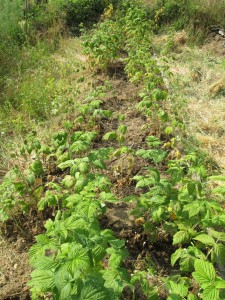 double mulched raspberries
