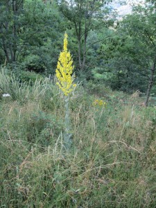 enemy verbascum