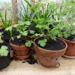 geranium potted on