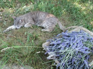harvesting lavender with artur