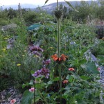 leonotis