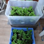 lettuce potted