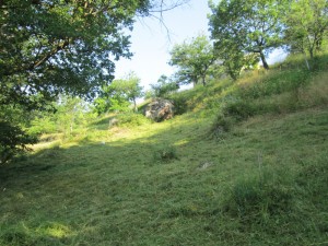 strimmed meadow