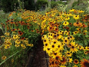 andrew's rudbeckias