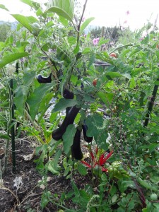 aubergines