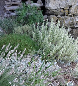 ballota white lavender