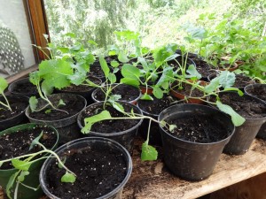 cabbage potted on