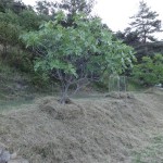 east garden trees