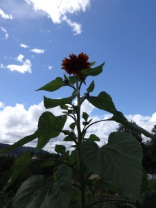 giant sunflower