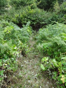 path through vines
