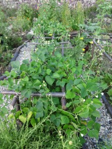 runner beans