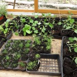small cabbage plants