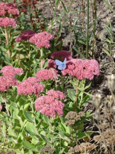 butterflies on sedum